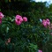 薔薇の帰り道