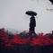 雨に咲く曼殊沙華