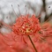 水も滴るいいお花