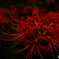 深紅