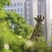 都会のgiraffe