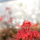曼珠沙華
