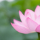 大輪の花