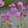 萌る花園