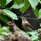 オオルリ　♀