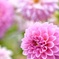 Dahlias blooming gently in the garden.