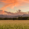 高杖高原夕景