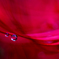艶紅の雫