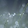 朝露に揺れる