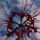 cluster amaryllis