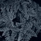 A frond