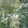 Autumn Songs*
