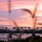 淀川夕景