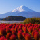 懐かしい秋の風景