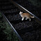 夜の駅猫