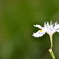 お花