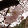 さくら舞い散る3月初旬