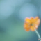 「穏やかな愛」