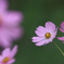 秋  桜