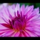 ダリア10