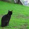 猫背