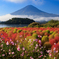 コスモス・コキア・富士山