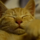 にゃんちゅう