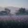 朝靄のコスモス畑