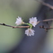 十月桜(じゅうがつサクラ)