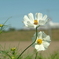 FinePix S2 pro試写1