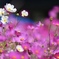 萌る花たち
