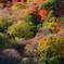 秋色の嵐山を望む
