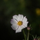 A7C00785