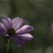 A7C00816