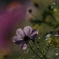 A7C00821
