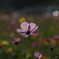 A7C00831