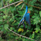青い鳥71