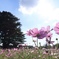 薄紅のコスモス　昭和記念公園にて