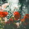 花　14