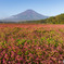 赤蕎麦と富士山