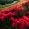 曼珠沙華