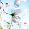 cosmos　watching