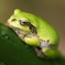 あちーし、だりーし