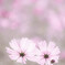 秋桜