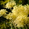 白花曼珠沙華