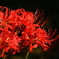 曼珠沙華（京都府立植物園2）