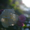 酔芙蓉