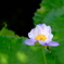 睡蓮（京都府立植物園 温室）