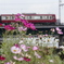 京急とコスモス