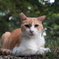 野良猫にご挨拶